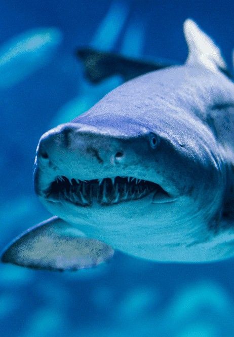 Funtastic Aquariums İzmir etkinlik afişi