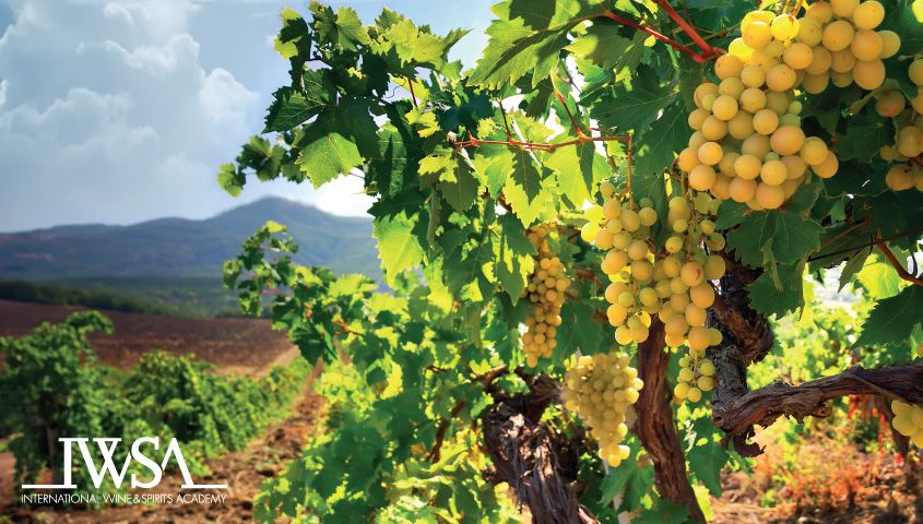 WSET 1.Seviye Wine Yeterlilik Programı